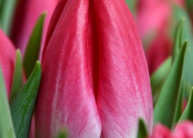 Tulipa Bolroyal Pink (3)